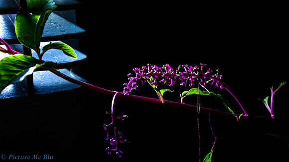 Berries