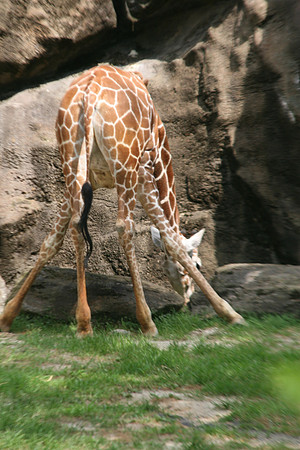 Giraffe